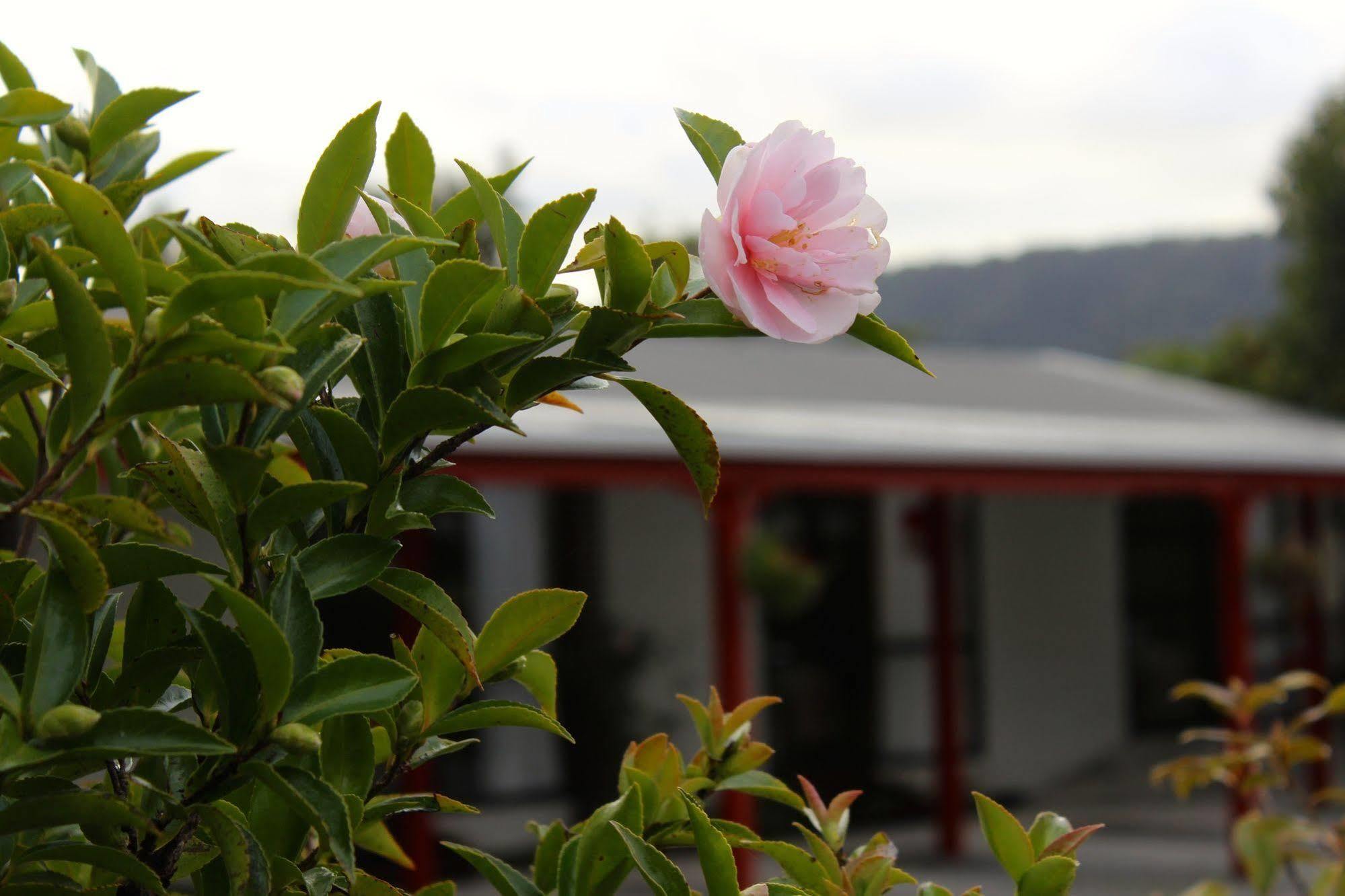 Lake Matheson Motel Fox-Gletscher Exterior foto